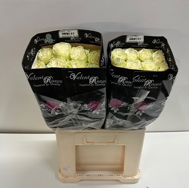 Rosa ec mondial VL.jpg